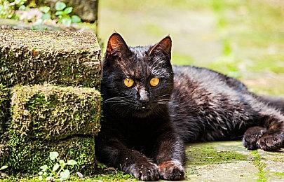 《博德之门3》EULA条款再玩梗：请抵挡怪物诱惑